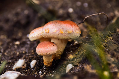 Close-up of fly agaric mushroom