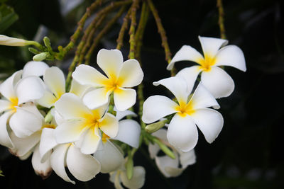 Close-up of white flowering plants in park