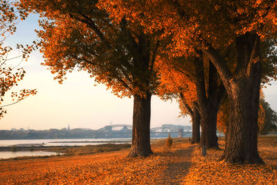 Trees by lake during autumn