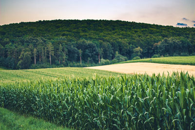 Scenic view of agricultural field against sky during sunset