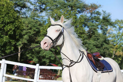 Close-up of a horse against trees