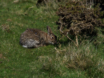 Grazing rabbit 