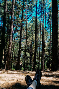 Low section of person against trees in forest