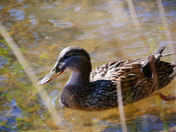 Side view of mallard duck swimming in lake