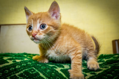 Portrait of ginger cat sitting on grass