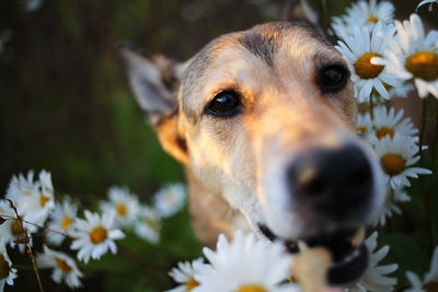 Close-up portrait of a dog