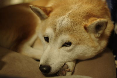 Close-up of dog resting