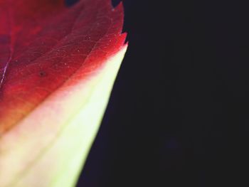 Close-up of leaves over black background