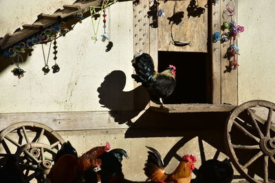 View of birds on wall