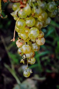 Close-up of berries on tree