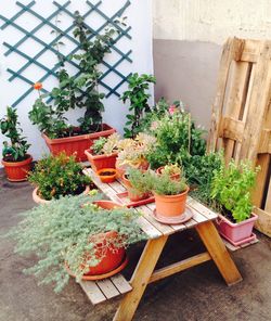 High angle view of potted plants on wooden table at backyard