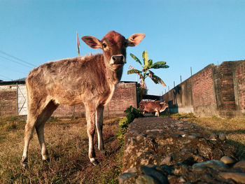 Horse standing in front of built structure against clear sky