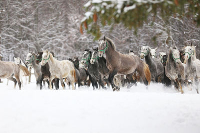 Horses on snow covered field