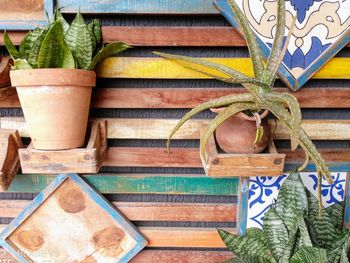 Close-up of potted plant on table