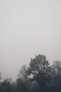 Low angle view of trees against clear sky