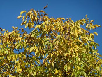 Low angle view of plant against clear blue sky