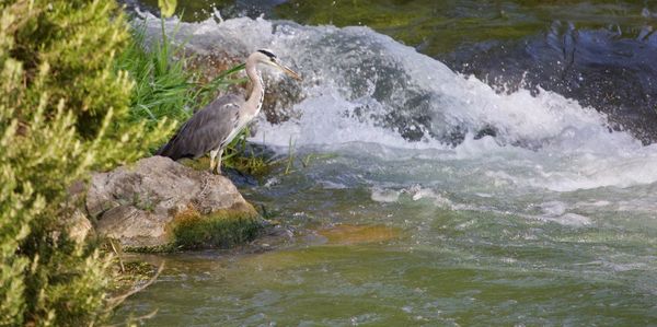 View of bird on rock in sea