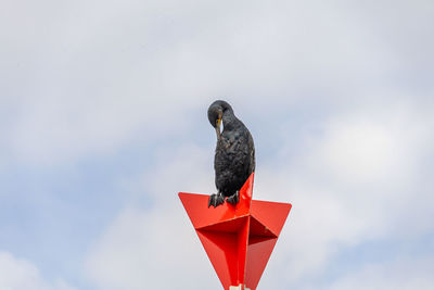 Low angle view of bird perching against clear sky