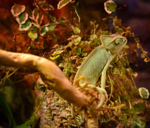 Close-up of lizard on tree