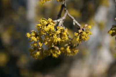 Close-up of yellow flowering plant on field