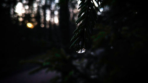 Close-up of water drops on tree trunk at night