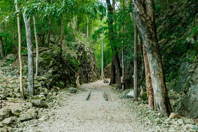 Footpath amidst trees in forest