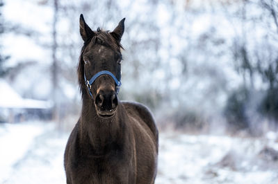 Horse on snow field