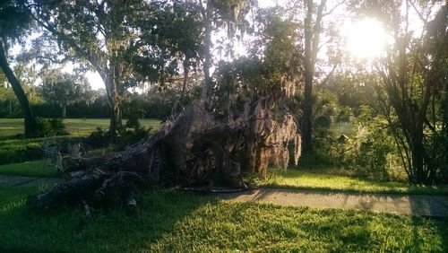 Trees on landscape