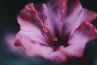 Close-up of pink flower