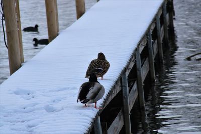 Bird on pier over sea during winter