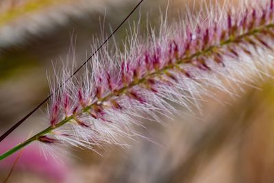 Close-up of fresh pink flower