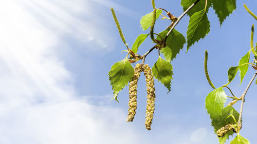 Low angle view of plant against sky