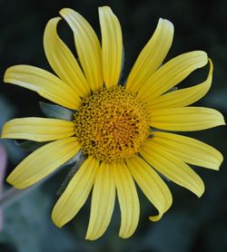 Close-up of yellow flower