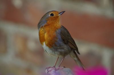 Close-up of bird perching outdoors