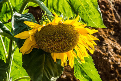 Close-up of sunflower on plant