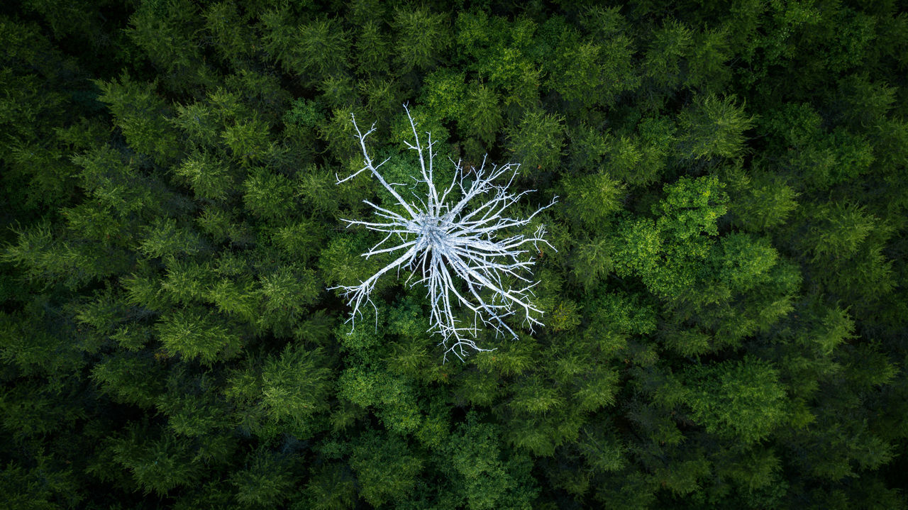 HIGH ANGLE VIEW OF DANDELION ON PLANT