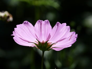 Close-up of pink flower