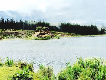 Scenic view of river in forest against sky