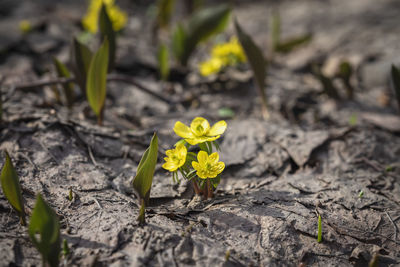 Close-up of yellow flowers on field