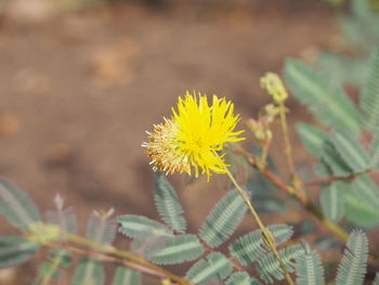 Close-up of yellow flower