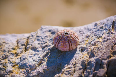 Close-up of a rock