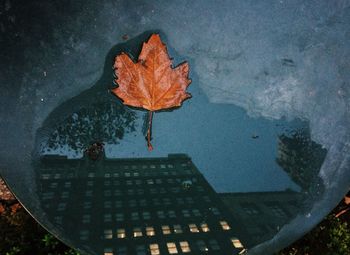 Close-up of maple leaf on tree against sky