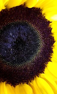 Close-up of sunflower