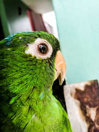 Close-up of parrot