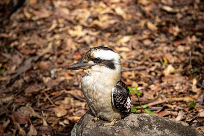 Close-up of bird on land