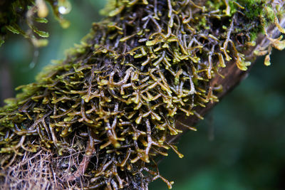 Close-up of lichen growing on tree