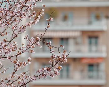 Close-up of cherry blossom tree against building