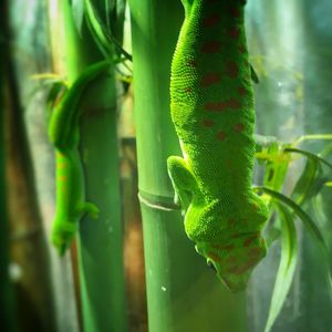 Close-up of green lizard on plant