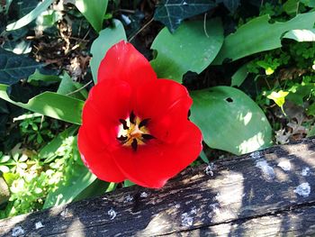 Close-up of red poppy blooming outdoors