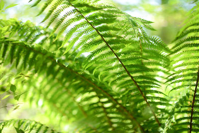 Close-up of palm tree